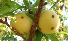 Ciuruirea şi ulceraţia bacteriană Ciuruirea şi ulceraţia bacteriană